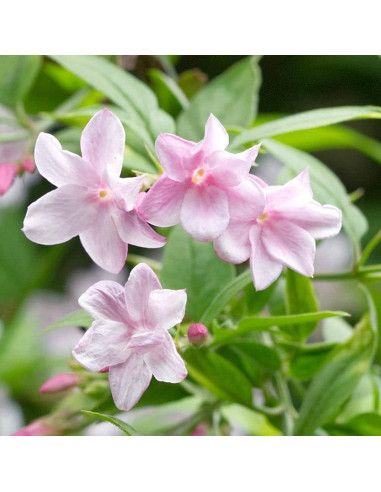 Iasomie Roz Parfumata "Summer Scent” - Ghiveci P9