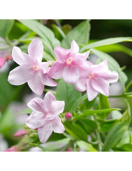 Iasomie Roz Parfumata "Summer Scent” - Ghiveci P9