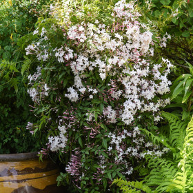 Iasomie Roz Parfumata "Summer Scent” - Ghiveci P9