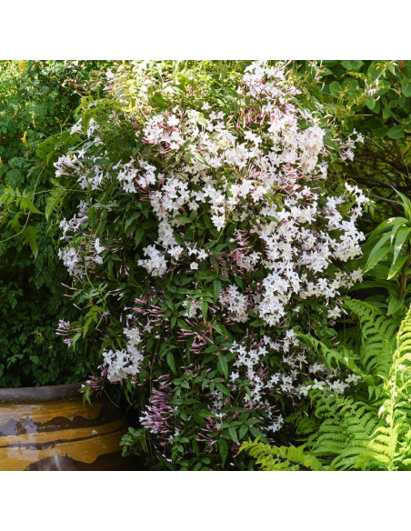 Iasomie Roz Parfumata "Summer Scent” - Ghiveci P9