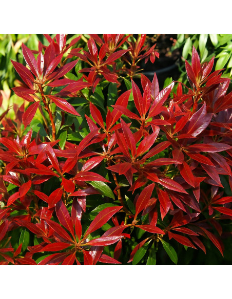 Pieris Lacramioare Tufis "Bonfire” - Ghiveci P9