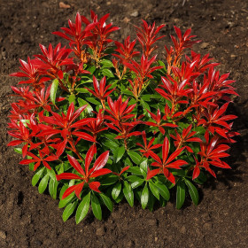 Pieris Lacramioare Tufis "Bonfire” - Ghiveci P9