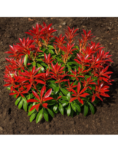 Pieris Lacramioare Tufis "Bonfire” - Ghiveci P9