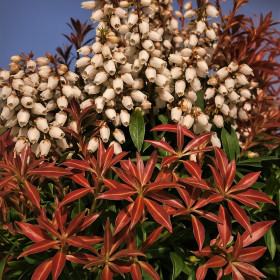 Pieris Lacramioare Tufis "Bonfire” - Ghiveci P9 2
