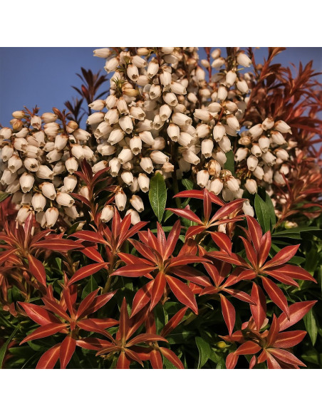 Pieris Lacramioare Tufis "Bonfire” - Ghiveci P9