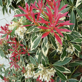 Pieris Lacramioare Tufis "Flaming Silver” - Ghiveci 2L 2
