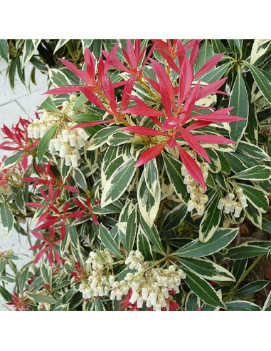 Pieris Lacramioare Tufis "Flaming Silver” - Ghiveci 2L