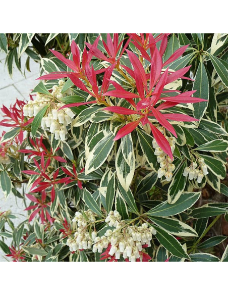 Pieris Lacramioare Tufis "Flaming Silver” - Ghiveci 2L