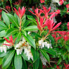 Pieris Lacramioare Tufis "Forest Flame” - Ghiveci 2L