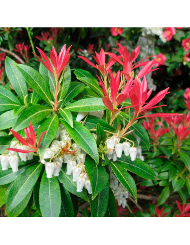 Pieris Lacramioare Tufis "Forest Flame” - Ghiveci 2L