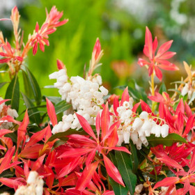 Pieris Lacramioare Tufis "Forest Flame” - Ghiveci 2L 2