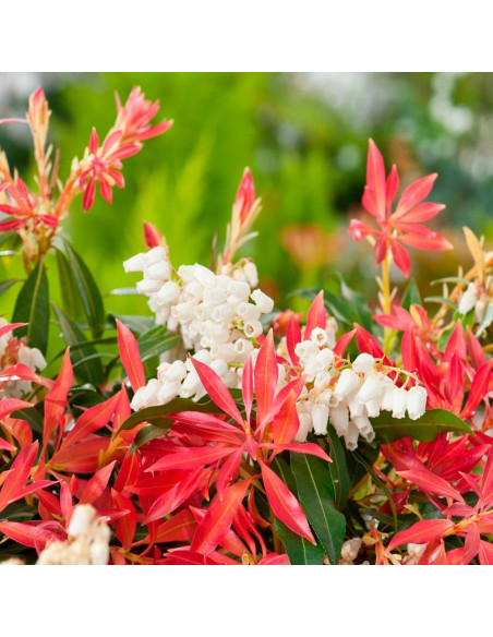 Pieris Lacramioare Tufis "Forest Flame” - Ghiveci 2L