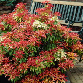 Pieris Lacramioare Tufis "Katsura" - Ghiveci P9