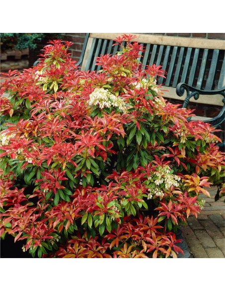 Pieris Lacramioare Tufis "Katsura" - Ghiveci P9