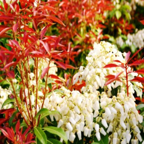 Pieris Lacramioare Tufis "Katsura" - Ghiveci P9 2