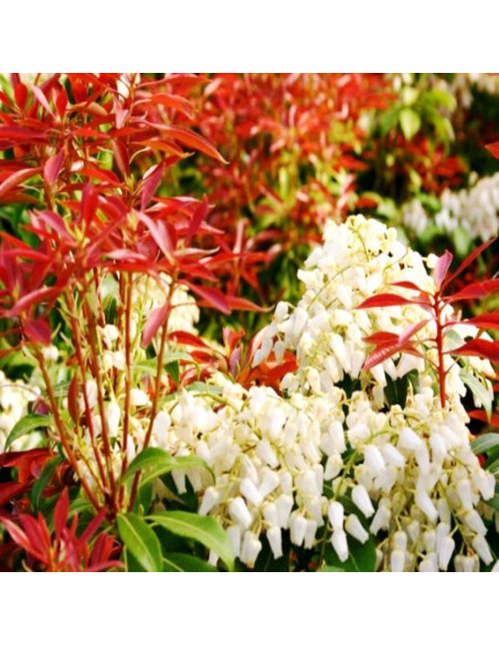 Pieris Lacramioare Tufis "Katsura" - Ghiveci P9