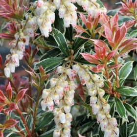 Pieris Lacramioare Tufis "Little Heath” - Ghiveci P9 2