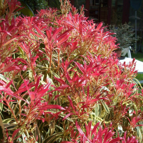 Pieris Lacramioare Tufis "Little Heath” - Ghiveci P9