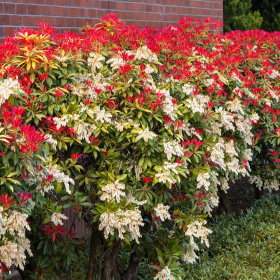 Pieris Lacramioare Tufis "Mountain Fire” - Ghiveci P9