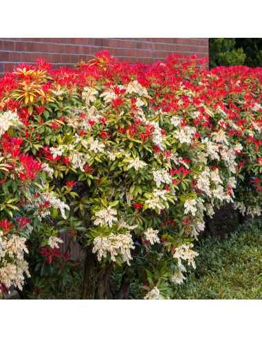 Pieris Lacramioare Tufis "Mountain Fire” - Ghiveci P9