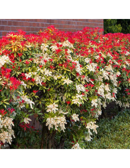 Pieris Lacramioare Tufis "Mountain Fire” - Ghiveci P9