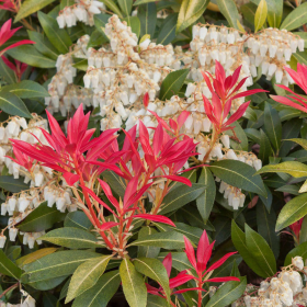 Pieris Lacramioare Tufis "Mountain Fire” - Ghiveci P9 2