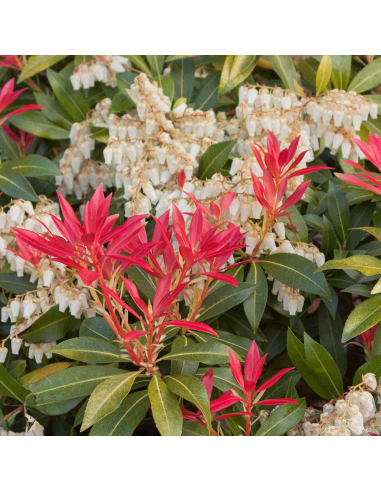 Pieris Lacramioare Tufis "Mountain Fire” - Ghiveci P9