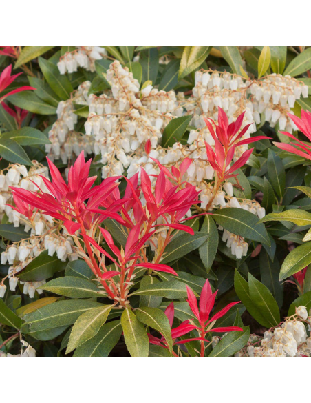 Pieris Lacramioare Tufis "Mountain Fire” - Ghiveci P9