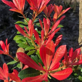 Pieris Lacramioare Tufis "Temple Bells" - Ghiveci P9