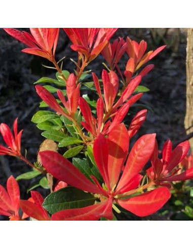 Pieris Lacramioare Tufis "Temple Bells" - Ghiveci P9