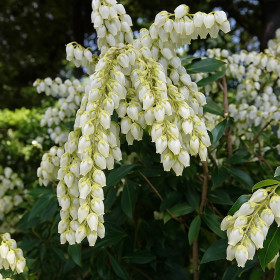 Pieris Lacramioare Tufis "Temple Bells" - Ghiveci P9 2