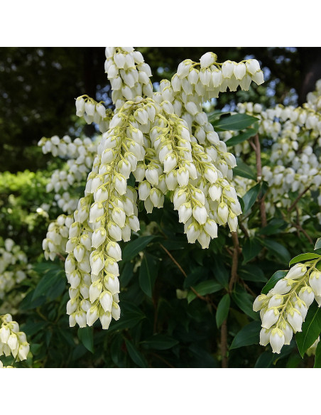 Pieris Lacramioare Tufis "Temple Bells" - Ghiveci P9