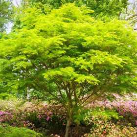 Arțar Japonez „Emerald Lace” - Ghiveci 2L