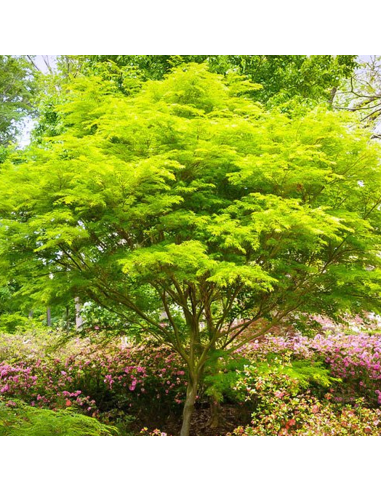 Arțar Japonez „Emerald Lace” - Ghiveci 2L