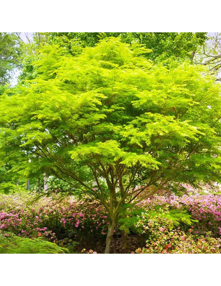 Arțar Japonez „Emerald Lace” - Ghiveci 2L