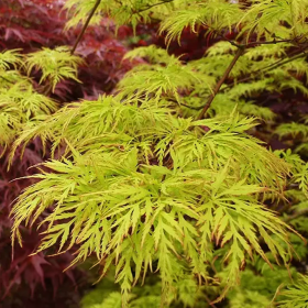 Arțar Japonez „Emerald Lace” - Ghiveci 2L 2