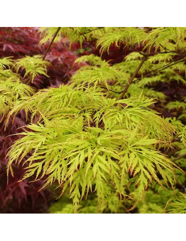 Arțar Japonez „Emerald Lace” - Ghiveci 2L