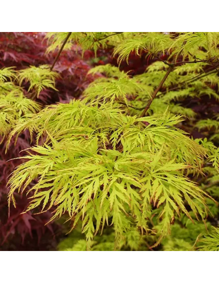 Arțar Japonez „Emerald Lace” - Ghiveci 2L