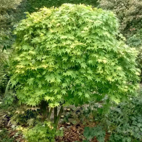 Artar Japonez Verde "Acer Going Green" - Ghiveci P9