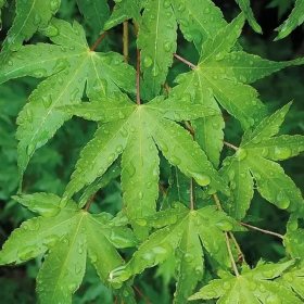 Artar Japonez Verde "Acer Going Green" - Ghiveci P9 2