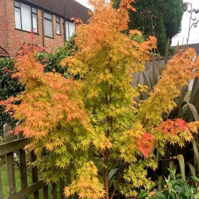 Artar Japonez "Acer Orange Dream" - Ghiveci 2L