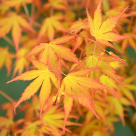 Artar Japonez "Acer Orange Dream" - Ghiveci 2L 2