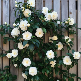 Camellia Japonica "Dahlonega” - Ghiveci 2L 2