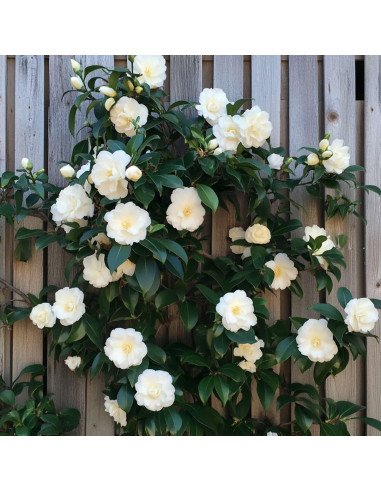 Camellia Japonica "Dahlonega” - Ghiveci 2L