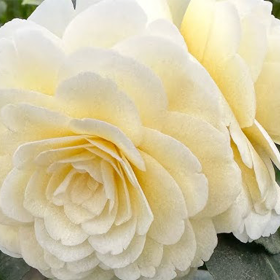 Camellia Japonica "Dahlonega” - Ghiveci 2L