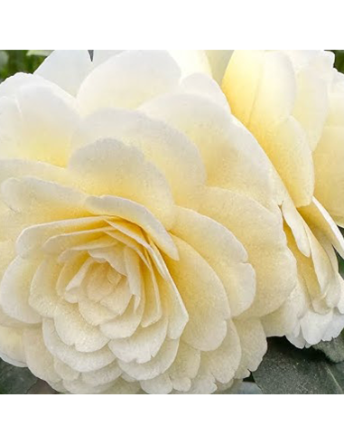 Camellia Japonica "Dahlonega” - Ghiveci 2L