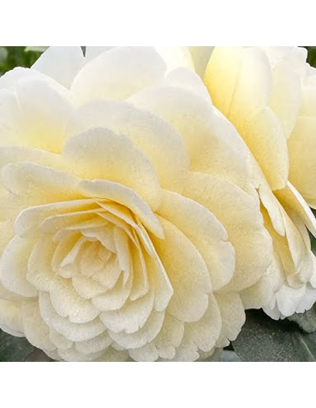 Camellia Japonica "Dahlonega” - Ghiveci 2L