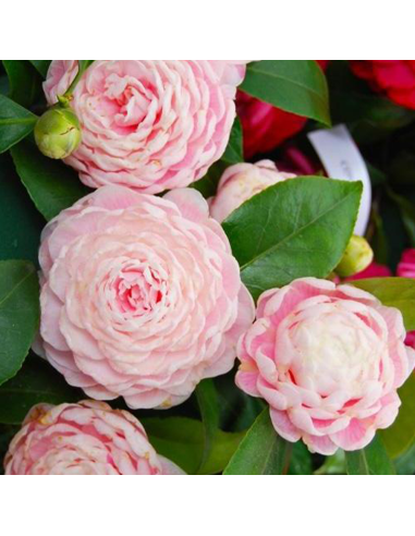 Camellia Japonica Roz "Bonomiana” - Ghiveci 2L