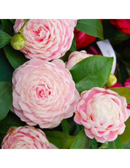 Camellia Japonica Roz "Bonomiana” - Ghiveci 2L