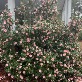 Camellia Japonica "Pearl Maxwell" - Ghiveci 5L 2